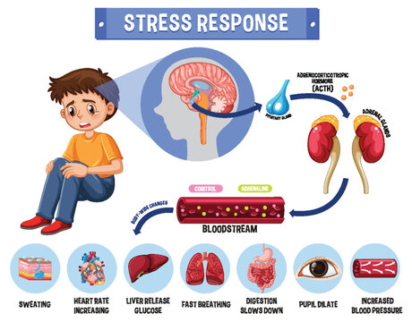 Stress response system scheme