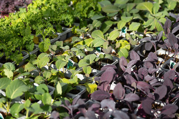 cabbage seedlings, young plants for sale in garden center store