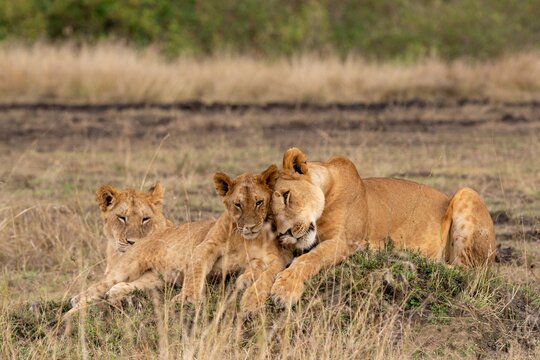Lioness with two lion cubs lying in bush, Kenya