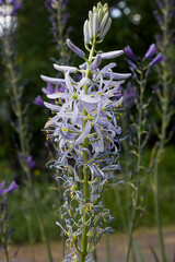 a blue flower growing in the garden