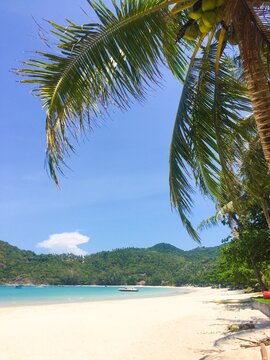 Palm tree on tropical beach, Koh Samui, Thailand