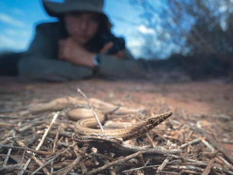 Close-up of a Wild burtons legless lizard (Lialis burtonis) being observed by man lying down in the background, Australia