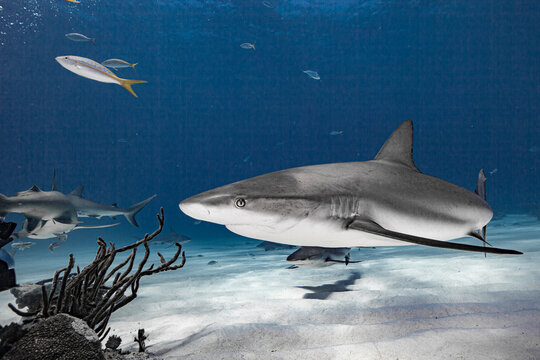 Grey reef shark in the Bahamas clear waters