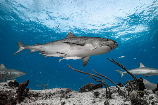 Tiger shark above