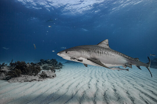 Tiger shark in clear waters
