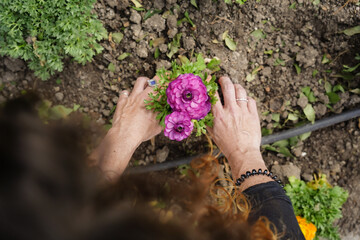 unrecognizable woman working in the garden with a purple flower in springtime. Aerial view