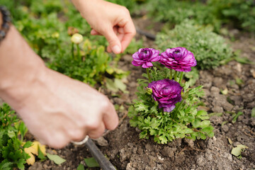 Naklejka na ściany i meble unrecognizable woman working in the garden with a purple flow. Earth day
