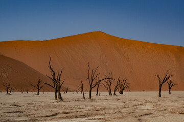 Dead Camelthorn Trees against red dunes and blue sky in Deadvlei, Sossusvlei. Namib-Naukluft National Park, Namibia, Africa