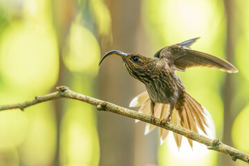 The white-tipped sicklebill (Eutoxeres aquila) is a species of hummingbird in the family...