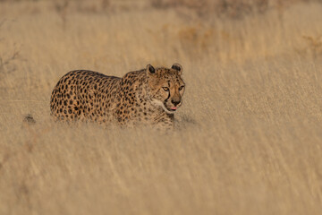 A cheetah searching for prey in the grasslands of the Kalahari Desert in Namibia.