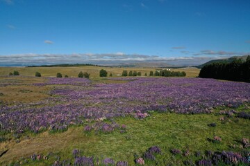 Naklejka na ściany i meble Purple flower field from the sky
