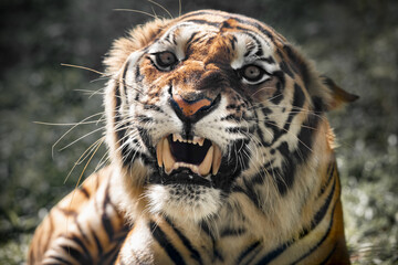 Big bengal tiger growls angry