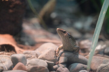 A small reptile at the zoo