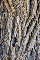 Corteccia d'albero