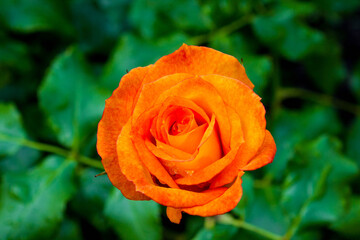 Orange rose bud with dew drops, floral natural background	