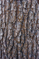 old brown tree bark, background with natural material texture