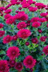 bush of red  chrysanthemums in the garden, background with decorative flowers