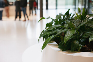 green plant in the office with unrecognizable people passing by on background