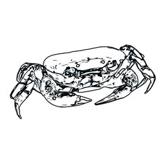 black and white sketch of a crab with transparent background