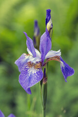 Bright iris flowers on a natural background. Floriculture, perennials, landscape design.