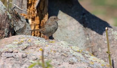 bird spying on its prey on dry branch, Dunnock, Prunella modularis