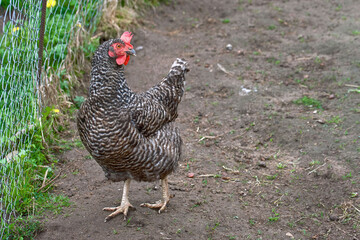 Hen at farm yard, Czech dominant breed. Poultry farming, chicken head closeup. Chicken in coop, hen at farm. Farm poultry concept. Dominant chickens - highly productive breed of laying hens