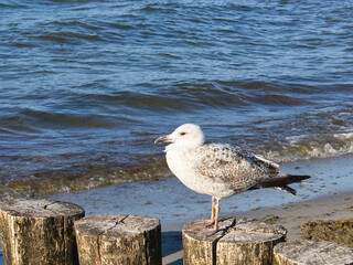 seagull stands on a groyne that juts into the Baltic Sea into the sea. Sunset