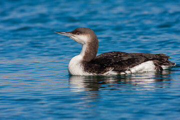 large waterfowl in its natural habitat, Black-throated Loon, Gavia arctica	