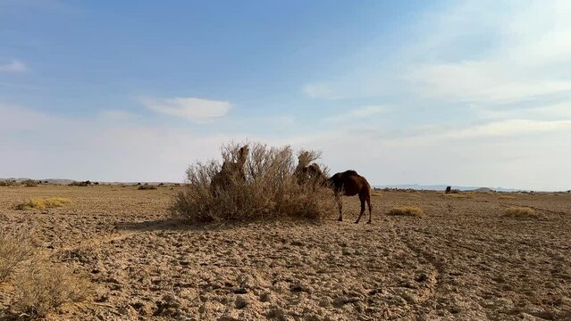 Cinematic view of Camel grazing in Desert
Iran abandoned places has animals mammals which eating dry grass bushes vegetation in hot desert as food in herding
organic plants wild fresh meat camel beef
