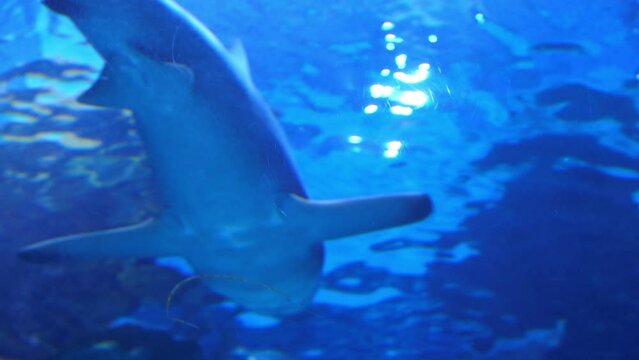 Sandbar shark swimming away peacefully