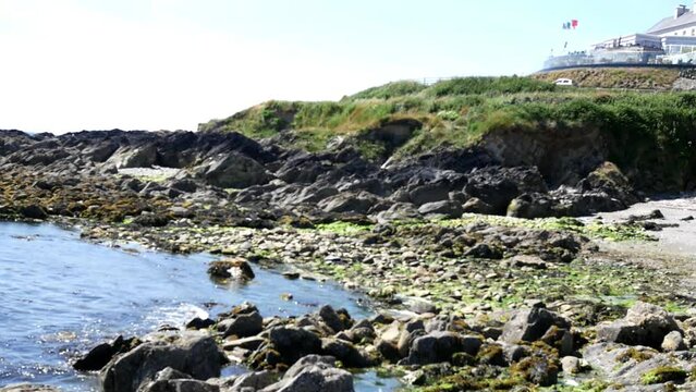 Top view of seashore rocks with limpets and seaweed