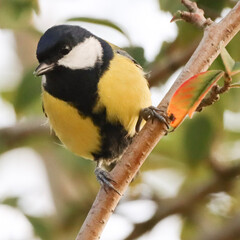 Fototapeta premium great tit yellow black bird