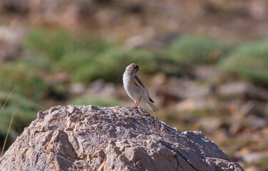 little bird watching on the ground, White-winged Snowfinch, Montifringilla nivalis
