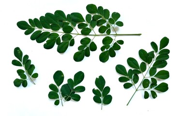 Fototapeta na wymiar branch of green moringa leaves (Kelor, daun Kelor),tropical herbs isolated on white background