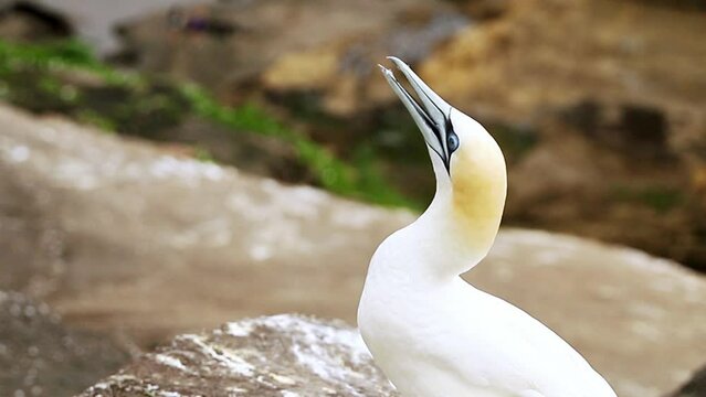 gannet colony on a cliff, sea bird reserve, wildlife sanctuary on muriwai beach new zealand. High quality FullHD footage