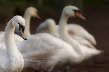 Swans are birds of the family Anatidae within the genus Cygnus. The swans' closest relatives include geese and ducks.