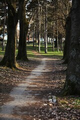 Obraz premium Pedestrian path in the park between trees, winter landscape with fallen leaves