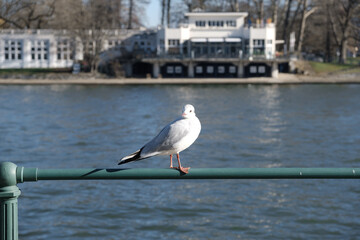seagulls on the pier