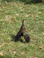Young moorhen stretching its wings on green grass
