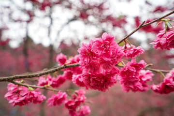 Beautiful Yae Sakura Cherry Blossom blooming in Taiwan.