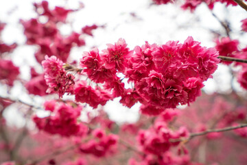 Obraz premium Beautiful Yae Sakura Cherry Blossom blooming in Taiwan.