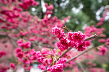 Fototapeta premium Beautiful Yae Sakura Cherry Blossom blooming in Taiwan.