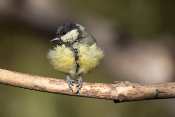 Great tit, Parus major. great tit in the natural environment, on a branch