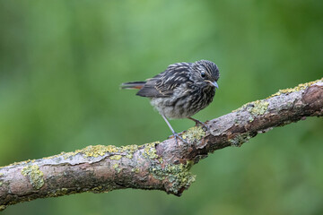 Young Common Redstart, Phoenicurus phoenicurus. a beautiful bird in the natural environment