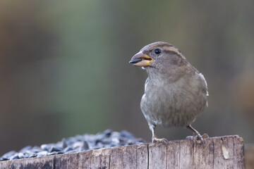 sparrow, Passer domesticus. a beautiful sparrow in a natural environment
