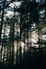 Sunlight coming through trees in misty forest on Vancouver Island Canada