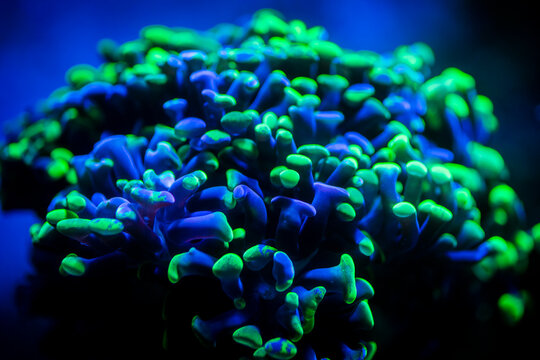 selective focus of Euphyllia parancora (LPS coral) showing its green fluorescence color on a reef aquarium - macro close up