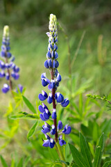 Blue lupine, flowers, field, flowering in wildlife.