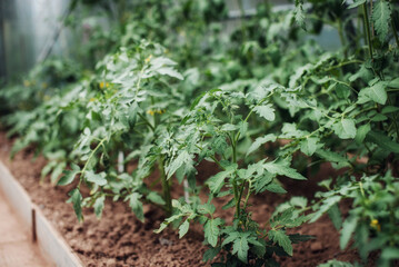 Tomato plant seedlings growing in soil in greenhouse. Gardening concept and growing food.
