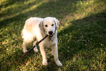 A large white Labrador retriever carries a stick in the summer on a lawn with a clover